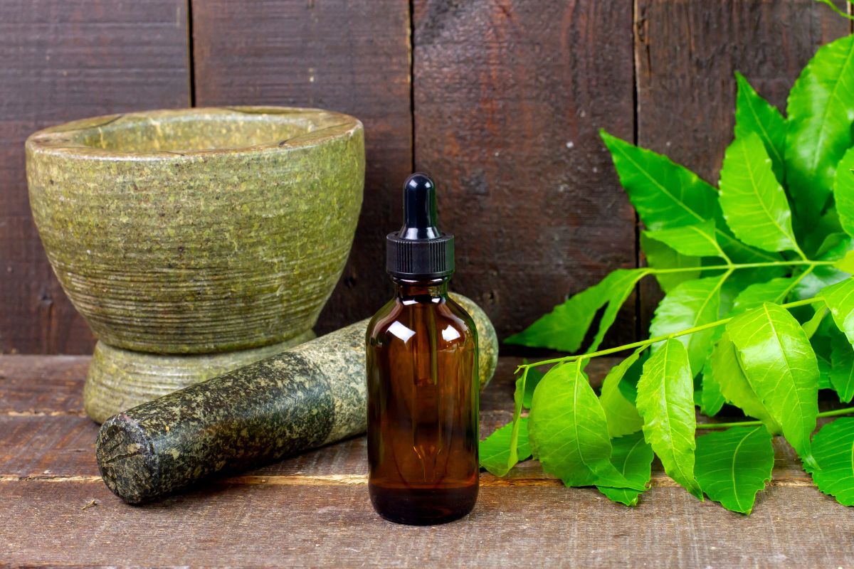 Gymnema Sylvestre: aiuto naturale durante nella perdita di peso