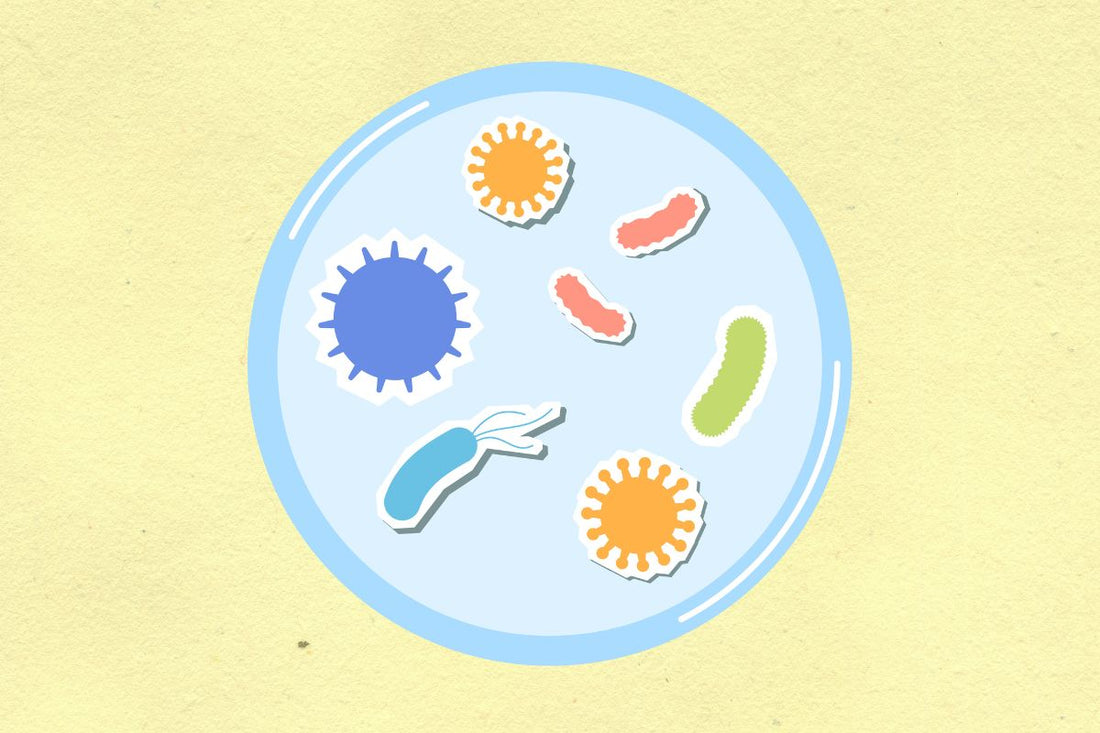 Microbiota Intestinale