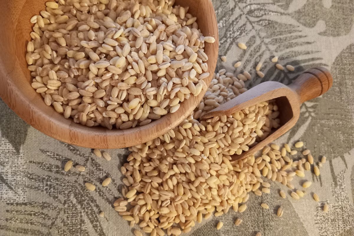 Orzotto in crema di spianci