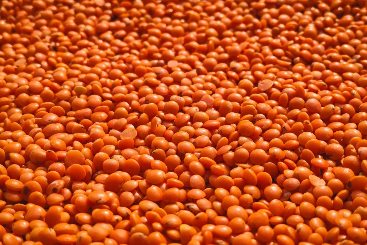 Sformatini di lenticchie rosse alla curcuma